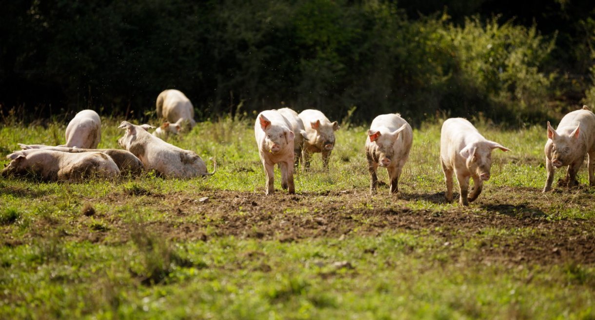 Freilandschweine