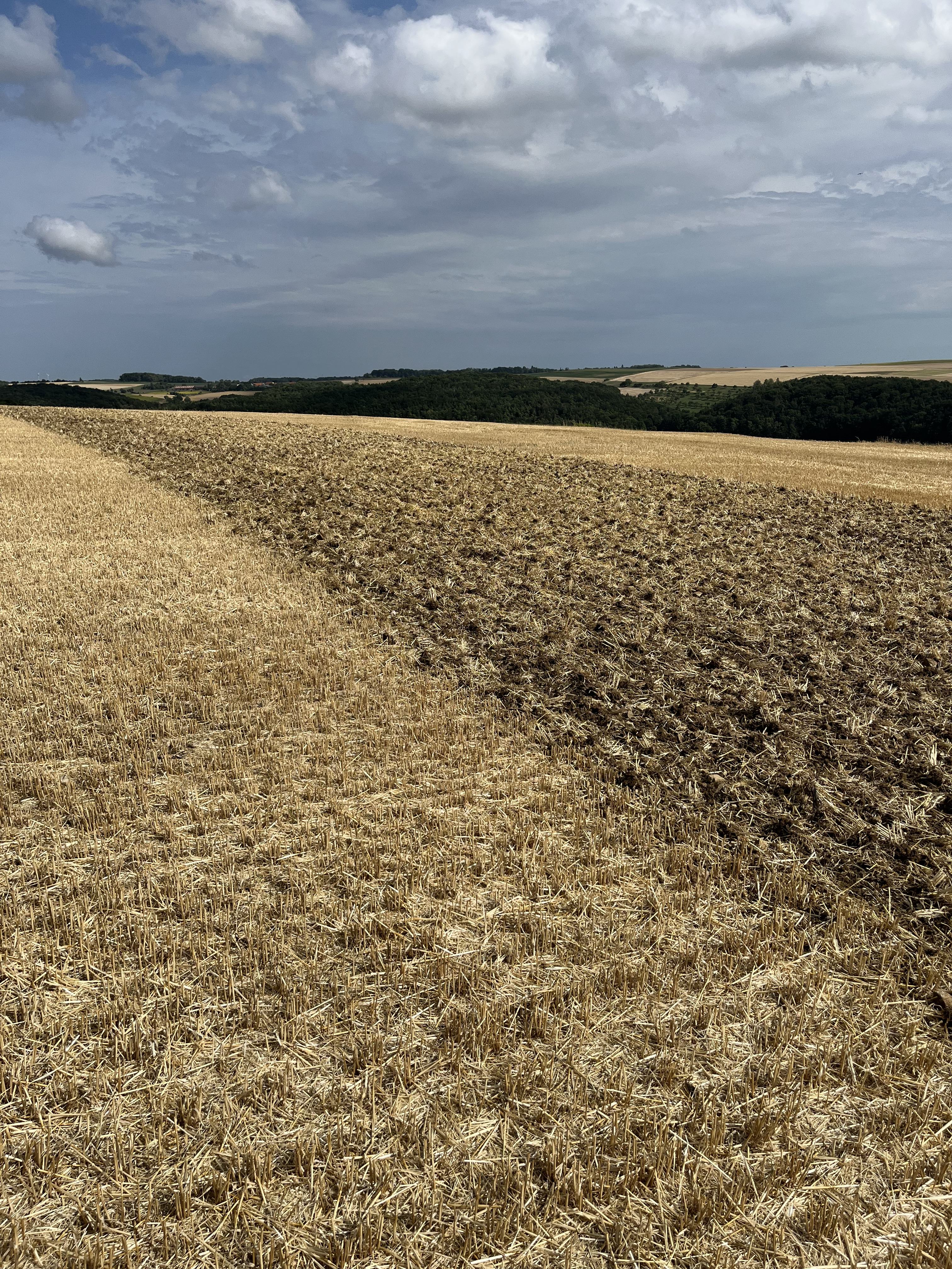 Landwirtschaftsamt und Partner veranstalten Feldtag