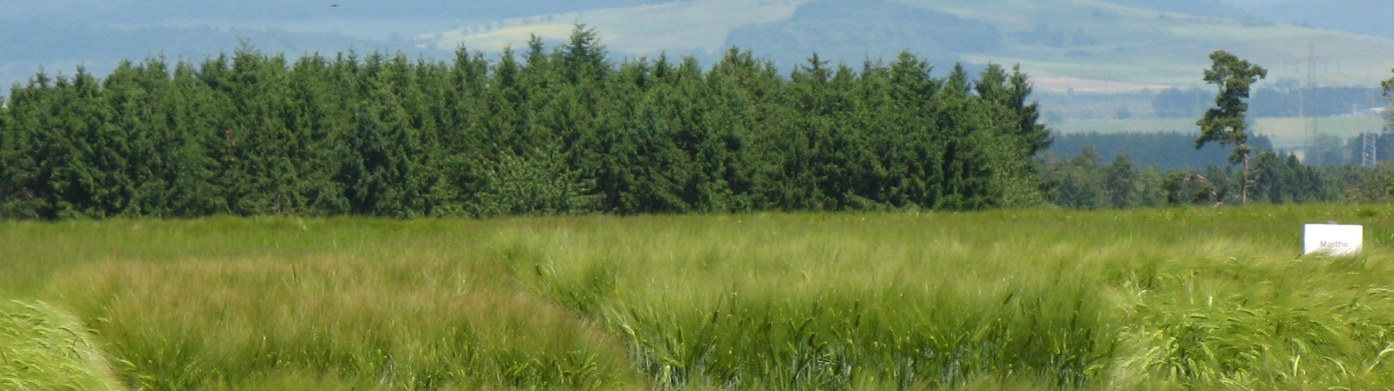 Versuchsfeld Döggingen Gerste 2010
