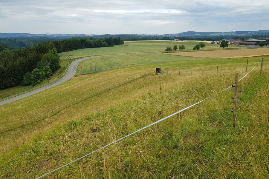 Sonnenblumen als Randstreifen an Maisfeld